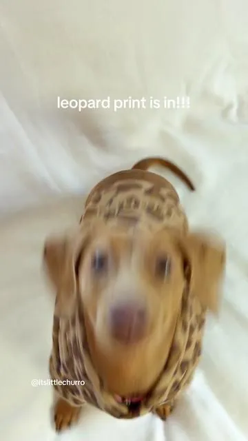 This new leopard print hoodie from @Comfrt is EVERYTHING 🐆 #leopardprint #doghoodie #comfrthoodie #dogoutfit #cutedog #doginfluencer #comfrtpaws #fyp #foryou #DesapegaOLX 