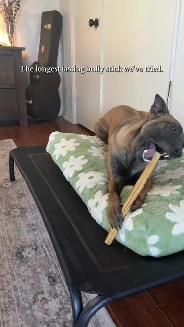 45 minutes of piece and better yet is is part collagen, part bully stick. #dogchews #bullystick #collabullysticks #powerchewer #belgainmalinois 