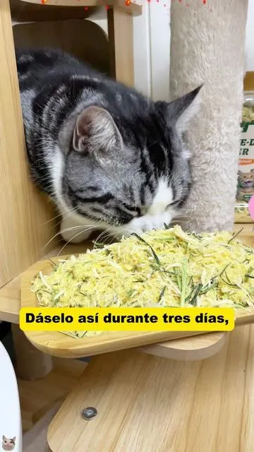 Help your cat get rid of hair too #catgrass #mycat #water #cute #fly #kitty 