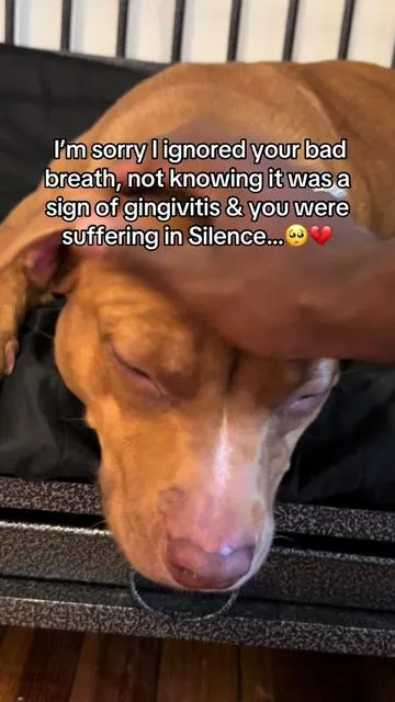 She had to have 2 teeth removed all because I didn’t know any better😔 #dogdental #dogcare #dogdentalcare #doghealth 