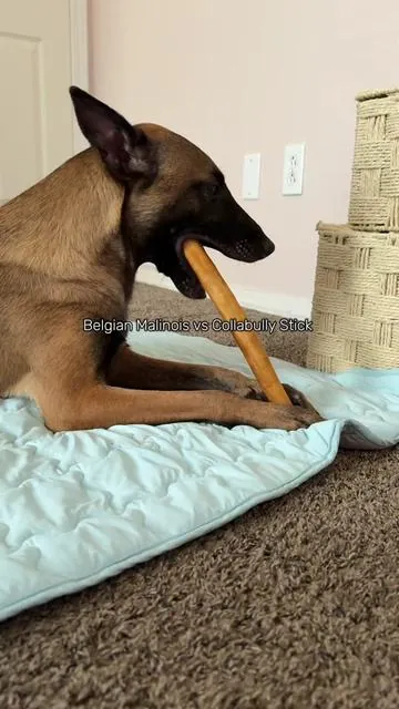 These are the longest lasting bully sticks we’ve tried. Enrichment for her, peace for me. #dogchews #bullystick #collabullysticks #powerchewer #belgainmalinois 