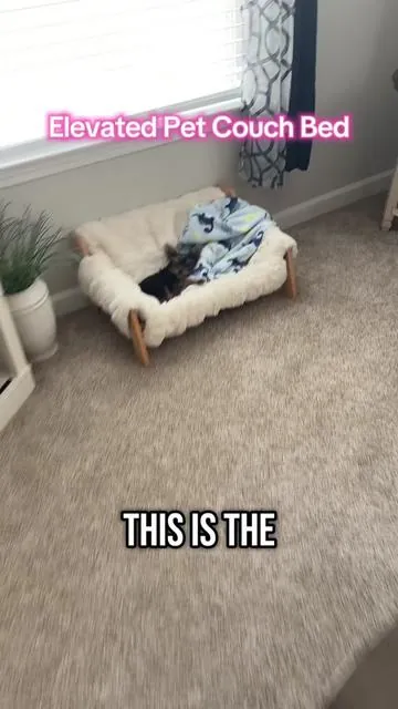 Elevated Pet Couch Bed #petbed #petbeds #elevatedpetbed 