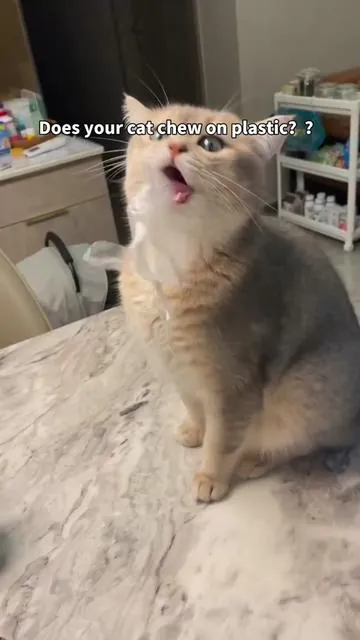 #catsoftiktok #dealsforyoudays #cattoy #cat #catlover 