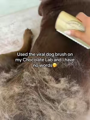 I think I have 2 dogs now thanks to all this fur 😅 