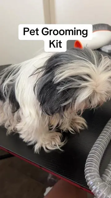 This hair cut was needed! She’s going to be getting a mass removal, and spay this week, plus she’s been dealing with fleas. I just saved myself $60 monthly investing in this grooming kit. I no longer have to take my fur babies to the groomers as often. #petgrooming #petgroomingvacuum #groomingdog #doggrooming #doggroomingtips 
