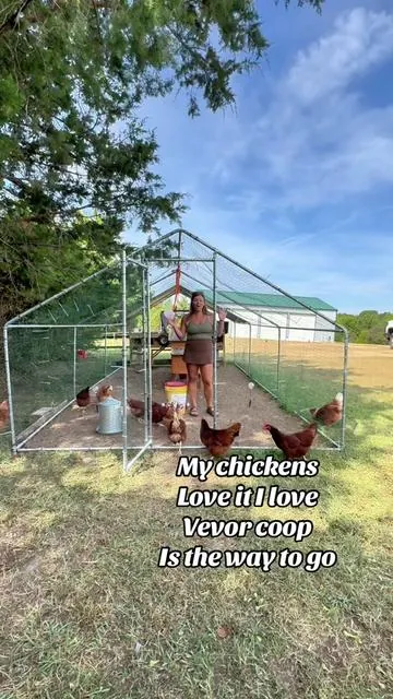 We love our vevor coop! @Vevor_US #vevor #chickencoop #backyardchickens #homechickens #tiktokshopcreatorpicks 