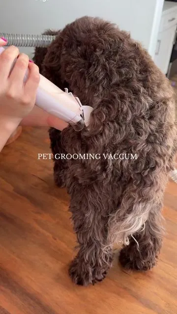 Grooming your pets hair just got easier 🐶🐈✂️ #poodle #petlover #dogmom #dogsoftiktok 