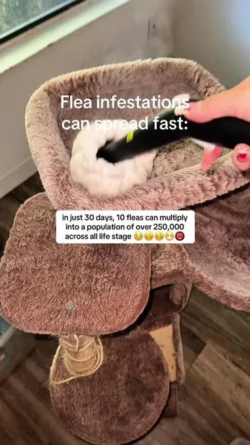 how to get rid of fleas asap! 