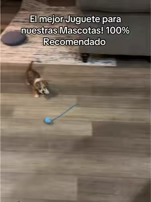 El mejor Juguete para nuestras mascotas! #doglover #dogtoy #paratiiiiiiiiiiiiiiiiiiiiiiiiiiiiiii #tiktokshop 