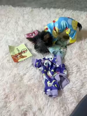 @XPUDAC #dogtok #yorkie #dogclothes #dogoutfit #yorkieoutfit 