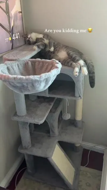This cat tree is loved! 🤣🐾 #cattree #cats #catmom #catsoftiktok 