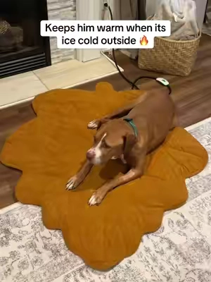 It’s his favorite place to lay ever since we got it #dogbed #dogmat #heateddogbed #dogmom #tiktokshopblackfriday 