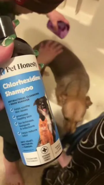 Hot spots, bad smells and allergies? @Pet Honesty has your fur baby covered! #tiktokshopcreatorpicks #tiktokshopblackfriday #pethonesty #dogshampoo #petproducts