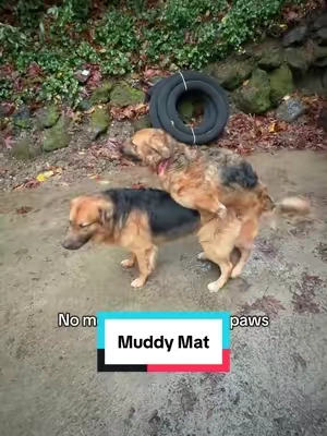 Keep the dirt out of your home! #muddymat #dogmat #dogproducts #tiktokshopblackfriday #tiktokshopcreatorpicks 