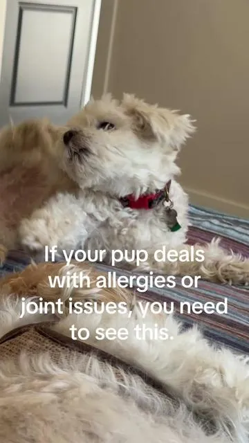 Human grade vitamins that taste so good (soft beef chews) and give allergy support…a win for my pup and me.  I love them so much, I would try anything that will make them comfortable.  #DogIsHuman #DogVitamins #MultivitaminsForDogs #AllergyAndJointSupport #TikTokShopBlackFriday @Dog is Human 