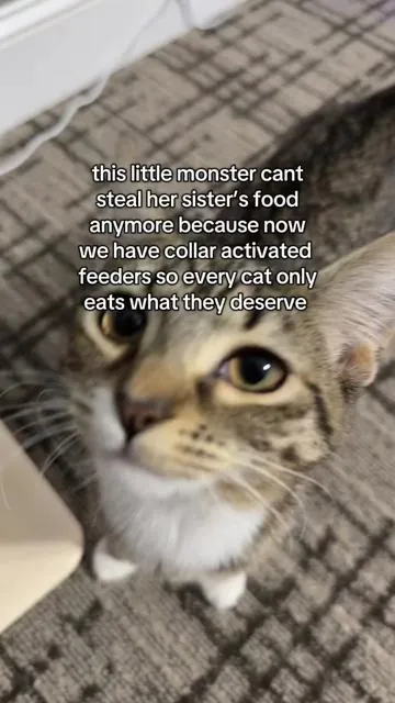 #petlibro #cat #catfeeder #tiktokshopcybermonday #tiktokshopblackfriday 