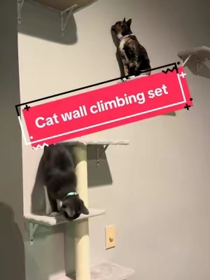 These spoiled cats are checking out their new wall climbing set up! Now is a great time to buy during the Black Friday event! #tiktokshopblackfriday #catclimbing #cattoy #cattree #catsoftiktok 