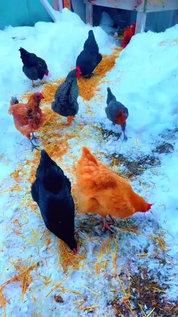 Unreal deal! The amount of money I could’ve saved just doing this every time rather than picking up 5 pound bags..  #backyardchickens #chickensoftiktok #chickensoftiktok🐔 #chickens #chickentok 