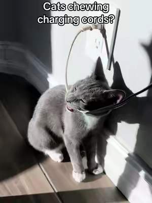Get these while the price is low! FREE SHIPPING! Your cats will love to chew and play with these chew ropes! No more chewing wires and helps keep their teeth clean #cattoys #chewtoy #unboxyouryear #catsoftiktok #kittensoftiktok 