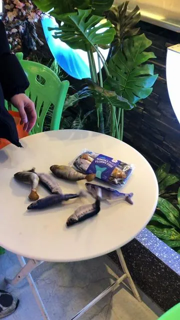 The ultimate catnip party in a box! 🍀Each of these realistic mini fish is packed with premium catnip to drive your fur baby wild. It's the perfect way to relieve stress and keep them entertained for hours on end. Watch the "zoomies" happen in real- time🏃‍♀️🐱 #cattoys #cattoy #toysforcats #cattok  #catowner