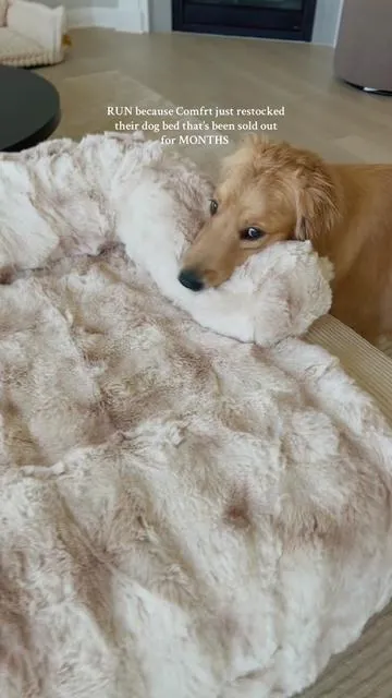 It’s washable, aesthetically pleasing, and Nova loves it. It’s also how I keep my white couch clean with a golden retriever 🤍 #goldenretriever #dogbed #dogessentials #cutepets 
