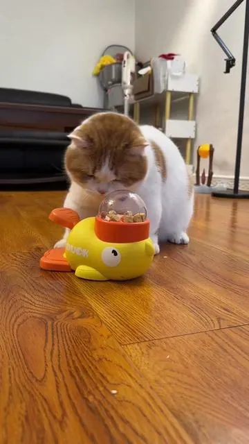 My cat is playing with his puzzle feeder #cattoy #cattok 
