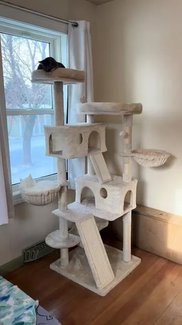 This 65 inch tall cat tree from @HOOMIC is AWESOME and did you see the PRICE?! It’s great quality and incredibly sturdy. Several colors available, low price with free shipping?! Ring in the New Year with a new cat tree! Check it out 🐈‍⬛🐈🐈‍⬛🐈 #tiktokcats #cutecat #catloversoftiktok #cattok #catessentials 
