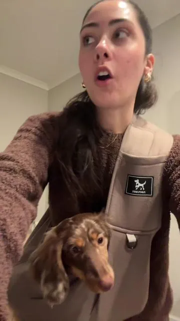 This just saved my shoulders and back😭😭 #longhairedminidachshund #chocolatedapple #puppypouch #petaccessories 