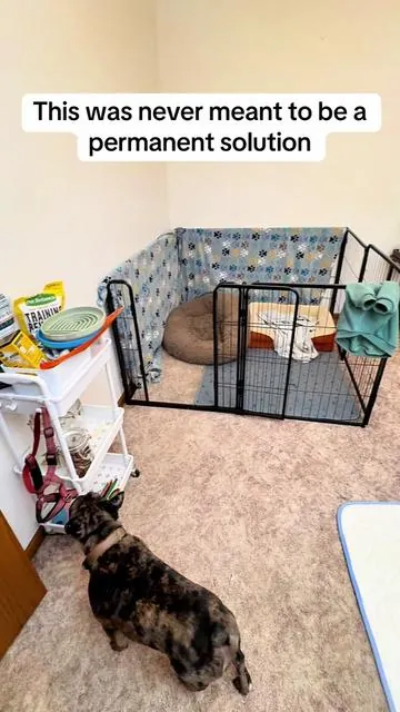 This playpen was supposed to be temporary… for camping. Then it came inside and never left 🫠 Once I started seeing horror stories about wire playpens, I knew I needed something that felt safer and made more sense for inside our home. This upgrade gave me instant peace of mind — and the room finally feels complete. 🛍️ Linked in the orange cart if you’re looking for a safe, aesthetic playpen for your dog. #dogcrate #dogcratefurniture #dogtok #dogmom #dogsoftiktok