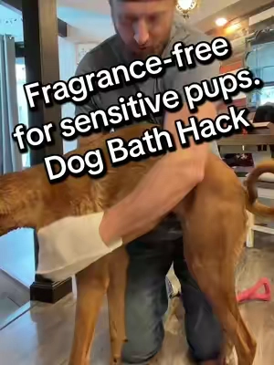 No yard + no hose? Clean your dog in 60 seconds. #apartmentdogs #dogparents #dogbath #cleandog #dogdad @SCRUBZZZ 