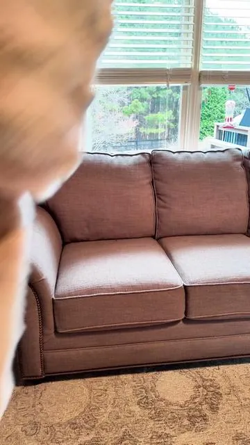 The @Comfrt couch protector that actually looks good is back in stock. Ultra soft, machine washable, back in stock, and my dogs are obsessed with the built-in pillow. #dogbed #dogsoftiktok #couchprotector #doglover #dogmomessentials