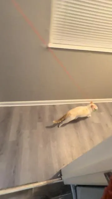So uh, I think he likes it. #cat #cattoy #sillycat #funnycat 