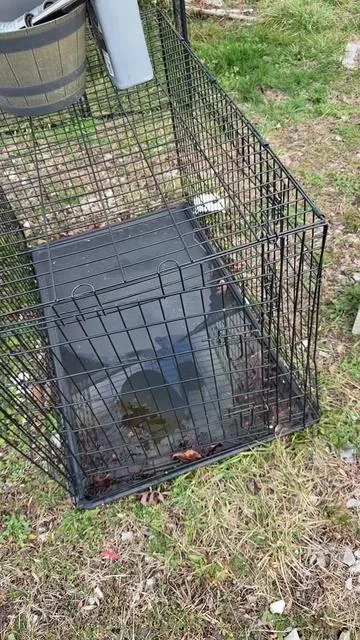 Upgrade that we desperately needed 🙌🏻 #dogcage #pitbullsoftiktok #pitbull #dogmom #heavydutydogcage 