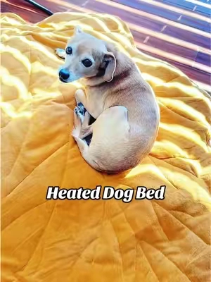 My dog lays on this heated dog pad all day! #dogbed #heateddogbed  #dogaccessories #tiktokshopcreatorpicks #tiktokshopjumpstartsale 