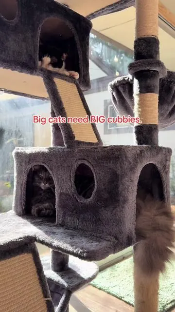Big cats don’t want to squeeze — they want to settle. This cat tree has deeper, wider cubbies so larger kitties can stretch, turn, and actually relax. River and Qwan both fit comfortably with room to spare, which is exactly what I look for in a cat tree. Linked here if your cats need more space 🐾 #cattree #cozycat #TikTokCreatorSearchInsightsIncentive 