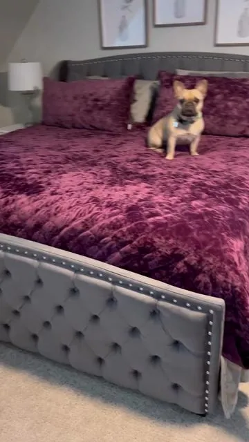 AMERLIFE Platform Bed Frame,Velvet Upholstered Bed with Deep Button Tufted & Nailhead Trim Wingback Headboard. Hardwood Slats Design, Durability & Sturdy, No Box Spring Needed. Queen, King, California King sizes available 🛌✨ @amerlifeofficial #bedroom #home #bed #giftsforher #tiktokshop 