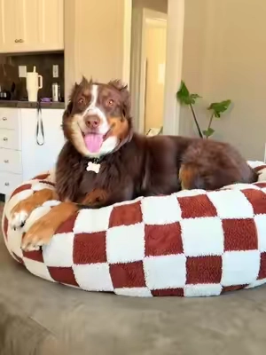 My dog loves her bed 🐶