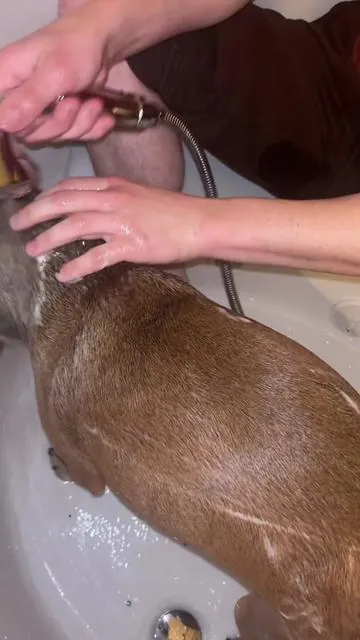 Itchy skin, funky smells, constant scratching? This is the wash we reach for. Pet Honesty Chlorhexidine Shampoo helps cleanse problem skin and keep coats feeling healthy. #PetHonesty #DogSkinIssues #AntibacterialDogCare #Chlorhexidine #DogShampoo