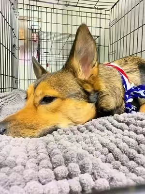 A bed that is durable, traps what your dog leaves behind, and is easy to clean! They size perfectly to your size crate! @Muddy Mat #stainlesssteellitterbox #dogmomessentials #petbed #airmattress #tiktokshopcreatorpicks 