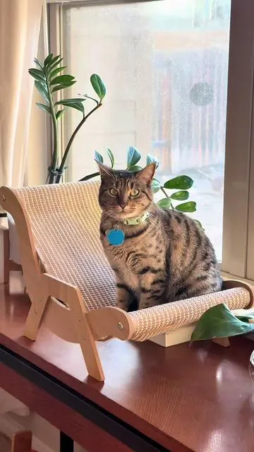 After looking at reviews, we found this cat recliner and our cat absolutely loved this chair! #catlovers #aestheticcatfurniture #usefulpetproducts #made4pets #tiktokshopcreatorpicks 