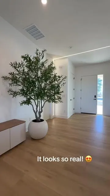 It’s the “little” ( 7 feet tall ) things🥹 #cozy #cozyhome #homeplants #plants #olivetree 