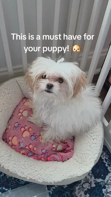Our puppy Peach loves her little bedroom! ❤️ . . #pet #cratetraining #puppy #tiktokshop 