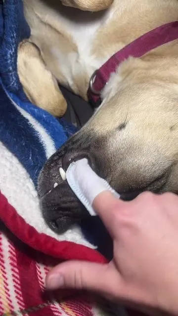 It’s really not that hard guys😣 #fyp #dog #dogdental #dogteeth #dogteeth 