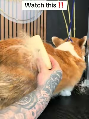 I love this I don’t hype up tools unless they actually work. ##tiktokshopcreatorpicks##dogsoftiktok##dogowner##dogs##petlover
