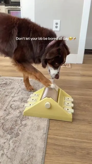 My dog loves this puzzle for mental enrichment activity #mentalstimulationfordogs #dogmom #dogpuzzle 