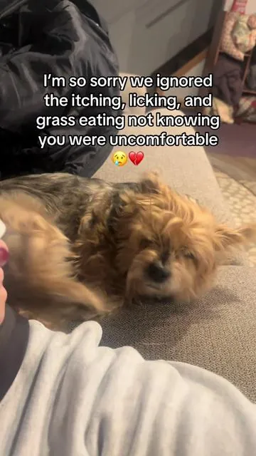 I’m so glad we found something that actually works for my dog #dogprobiotic #dogguthealth #dogitching #doglicking 