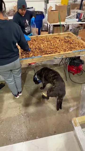 You may be wondering…how the heck are the Wild Wolf prices so low?! Like our bucket of 5lb. Bucket of USA Chicken Feet…with around 230 feet…for under $100! 👨🏼‍🍳🙏🏼  Well…we do everything ourselves…and have been for over a decade. Making and sourcing the highest quality natural dog treats and chews is our life’s work. 🤠 Instead of packing private label or selling to other large brands like before…we got fed up with the price-gouging and sketchy quality out in the market…so my best friend Gray and I decided we’d cut-out the middleman and go direct to The Pack with our healthy treats and chews! 🥳 So you may see some really low prices in our shop…but don’t be alarmed…we’re just cutting out the middleman and passing on the savings to you and your pup! 🥰 Here I was packing out some 6” Bully Stick Jars while Wild Wolf Aura and Marlenny pack some of our nutrient-dense Chicken Feet. Wild Wolf Claudia is the queen of the labels/bags…so she popped in to make sure we were good-to-go with more bags. And then we have Wild Wolf Odin overseeing operations and conducting his daily taste-tests. We have such an amazing team of dog-lovers! 🥰🥹 Happy Chewing! 🤗🐺 #WildWolf #DogTreats #dogchews #rescuedogs #fyp