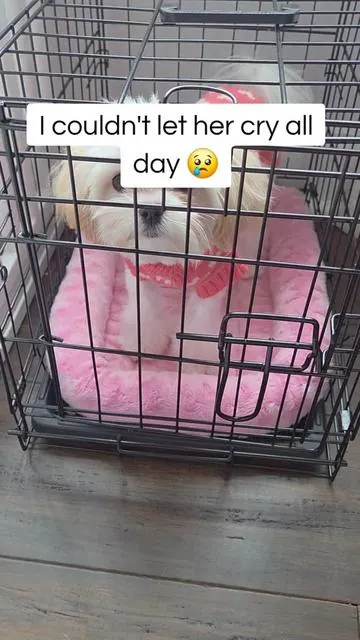 Does your dog hate their crate? This is your solution! It has worked perfectly for us! . . #dogsoftiktok #puppy #cratetraining #petsoftiktok 