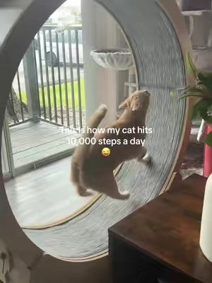 Lack of movement and stimulation can lead to weight gain, boredom, destructive behavior, and midnight zoomies. I wanted a safe way to help my cats burn energy, stay mentally stimulated, and stay active indoors. This cat exercise wheel provides daily enrichment, physical activity, and mental stimulation — especially for apartment cats or homes without outdoor access. If your cat has endless energy or seems bored, this might be the enrichment they’re missing. #tiktokshopcreatorpicks #tiktokshopstockup #TikTokShopSpringGlowUp 