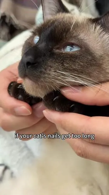 #catnails #catnailtrim #catmom #catsoftiktok #tiktokmademebuyit 